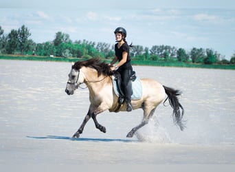 Islandpferd, Stute, 6 Jahre