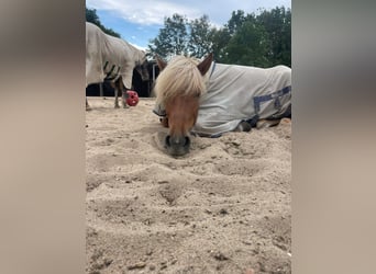 Islandpferd, Stute, 6 Jahre, Fuchs
