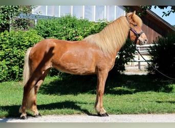 Islandpferd, Stute, 6 Jahre, Fuchs