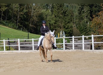 Islandpferd, Stute, 6 Jahre, Palomino