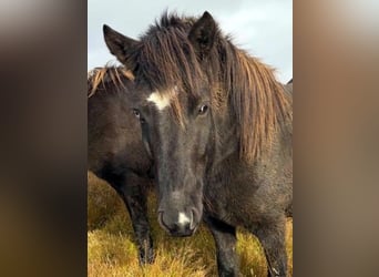 Islandpferd, Stute, 6 Jahre, Rappe