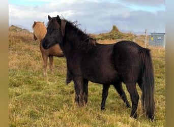Islandpferd, Stute, 6 Jahre, Rappe