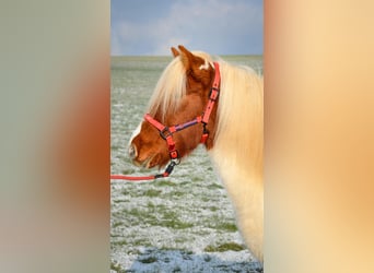 Islandpferd, Stute, 6 Jahre, Schecke