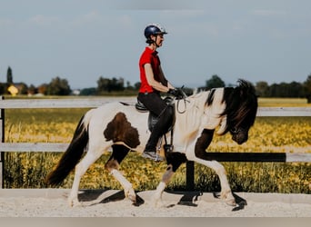 Islandpferd, Stute, 6 Jahre, Schecke
