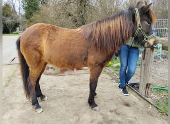 Islandpferd, Stute, 6 Jahre, Schwarzbrauner