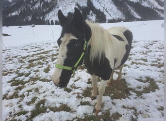 Islandpferd, Stute, 6 Jahre