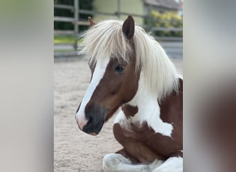 Islandpferd, Stute, 7 Jahre, 125 cm, Schecke