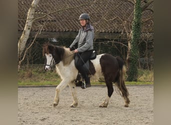 Islandpferd, Stute, 7 Jahre, 130 cm, Schecke