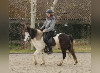 Islandpferd, Stute, 7 Jahre, 130 cm, Schecke