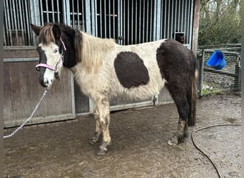 Islandpferd, Stute, 7 Jahre, 130 cm, Schecke