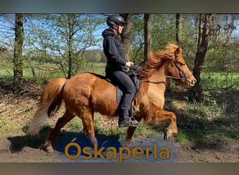 Islandpferd, Stute, 7 Jahre, 132 cm, Fuchs