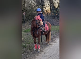 Islandpferd Mix, Stute, 7 Jahre, 133 cm, Fuchs