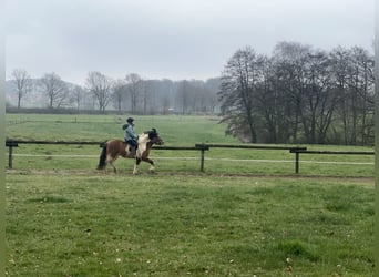 Islandpferd, Stute, 7 Jahre, 134 cm, Schecke