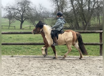 Islandpferd, Stute, 7 Jahre, 134 cm, Schecke