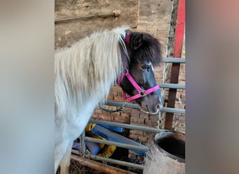 Islandpferd, Stute, 7 Jahre, 135 cm, Schecke