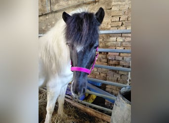 Islandpferd, Stute, 7 Jahre, 135 cm, Schecke
