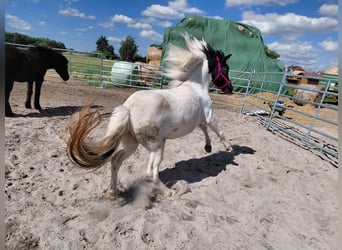 Islandpferd, Stute, 7 Jahre, 135 cm, Schecke