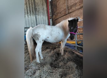 Islandpferd, Stute, 7 Jahre, 135 cm, Schecke