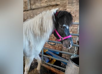 Islandpferd, Stute, 7 Jahre, 135 cm, Schecke