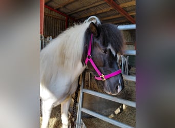 Islandpferd, Stute, 7 Jahre, 135 cm, Schecke