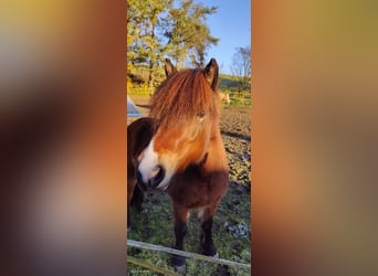 Islandpferd, Stute, 7 Jahre, 136 cm, Brauner
