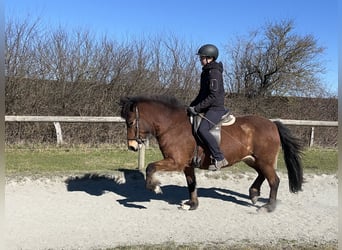 Islandpferd, Stute, 7 Jahre, 136 cm, Brauner