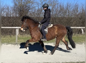 Islandpferd, Stute, 7 Jahre, 136 cm, Brauner