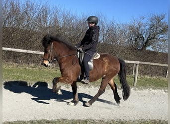 Islandpferd, Stute, 7 Jahre, 136 cm, Brauner