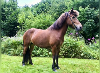 Islandpferd, Stute, 7 Jahre, 136 cm, Brauner