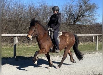 Islandpferd, Stute, 7 Jahre, 136 cm, Brauner