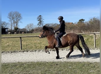 Islandpferd, Stute, 7 Jahre, 136 cm, Brauner