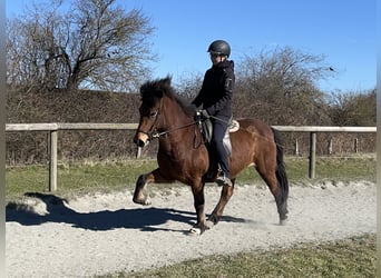 Islandpferd, Stute, 7 Jahre, 136 cm, Brauner