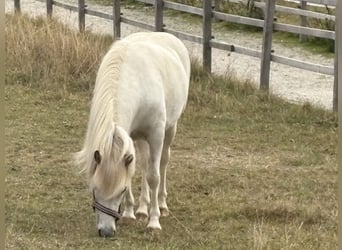 Islandpferd, Stute, 7 Jahre, 136 cm