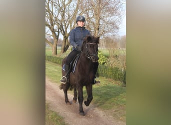 Islandpferd, Stute, 7 Jahre, 136 cm, Rappe