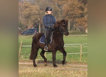 Islandpferd, Stute, 7 Jahre, 136 cm, Rappe