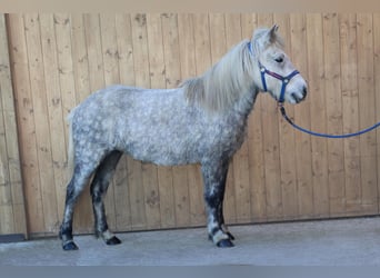 Islandpferd, Stute, 7 Jahre, 136 cm, Schimmel