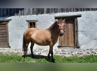 Islandpferd, Stute, 7 Jahre, 137 cm, Falbe