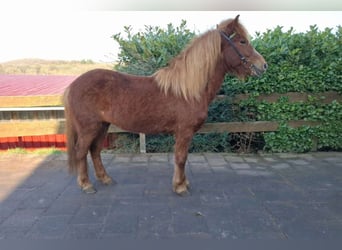 Islandpferd, Stute, 7 Jahre, 137 cm, Fuchs