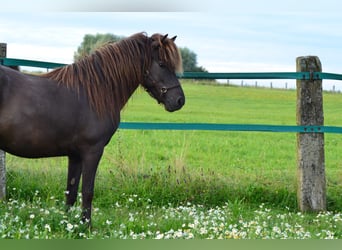 Islandpferd, Stute, 7 Jahre, 137 cm, Rappe