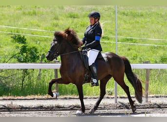 Islandpferd, Stute, 7 Jahre, 137 cm, Rappe