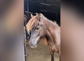 Islandpferd, Stute, 7 Jahre, 137 cm, Rappe