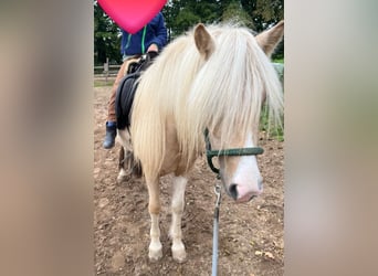 Islandpferd, Stute, 7 Jahre, 138 cm, Palomino