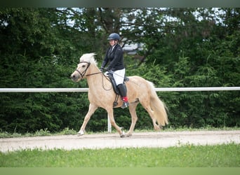 Islandpferd, Stute, 7 Jahre, 138 cm, Palomino