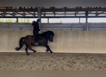 Islandpferd, Stute, 7 Jahre, 138 cm, Rappe