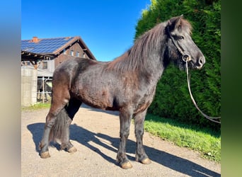 Islandpferd, Stute, 7 Jahre, 138 cm, Rappe