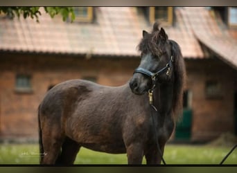 Islandpferd, Stute, 7 Jahre, 138 cm, Rappe