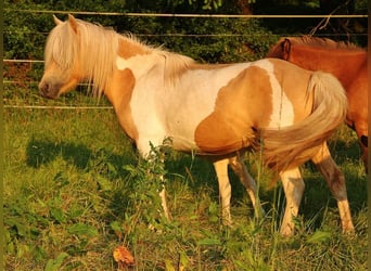 Islandpferd, Stute, 7 Jahre, 138 cm, Schecke