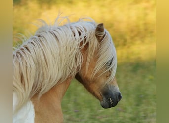 Islandpferd, Stute, 7 Jahre, 138 cm, Schecke