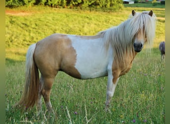 Islandpferd, Stute, 7 Jahre, 138 cm, Schecke