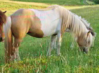 Islandpferd, Stute, 7 Jahre, 138 cm, Schecke